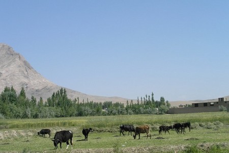 Velkochov skotu v Baraki Barak