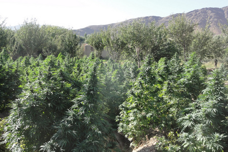 Surprise on the field