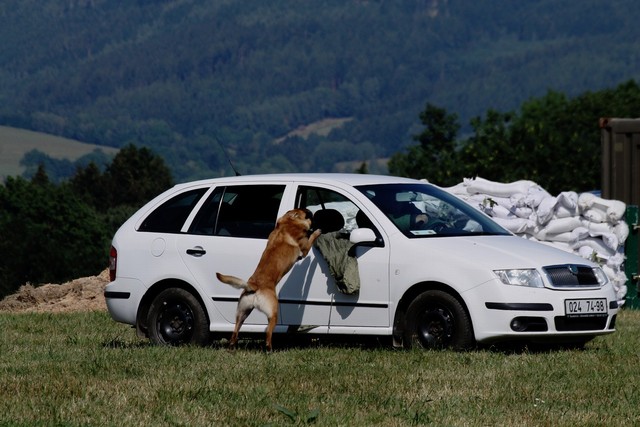 Zásah proti teroristům dokončili armádní kynologové z Chotyně