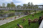 Ukázka historické bitvy 1. československé tankové brigády a 1. československé smíšené divize v sestavě jednotek Rudé armády proti ustupujícím německým jednotkám 2