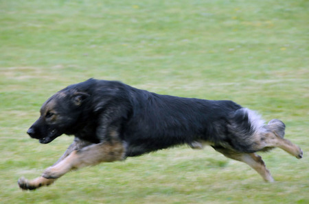 Pes se vydal stíhat narušitele...