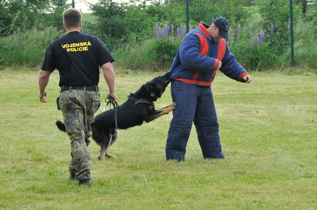 Během neskutečné krátké chvíle se už zakousl do ochranného oděvu figuranta