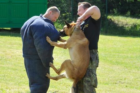Důkazem toho s jakou vehemencí šli psi do plnění úkolu byly často i kuriozní situace