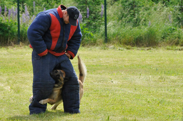 Vynalézavost psů jak zadržet narušitele střeženého objektu mnohdy neznala mezí