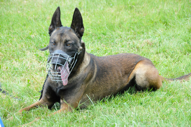 Nejlepší pes vojenské policie je z Tábora - belgický ovčák Rony, svěřenec rotného Antonína Málka