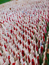 Field of Remembrance u Westminsterského opatství