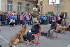 Také čtyřletý Max rotmistryně Pavly Laňové šel najisto