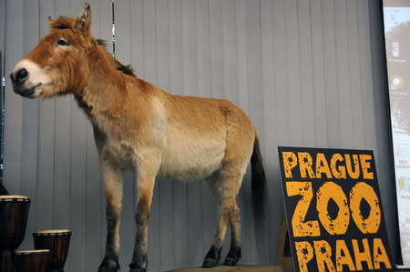 Kůň Převalského je ikonou pražské ZOO a do projektu na jeho záchranu se naši odborníci zapojí historicky prvním samostatným projektem