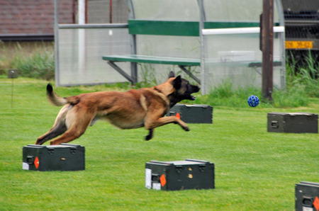 Dvouletý belgický ovčák Boris stejně jako další si za skvělou práci zasloužili odměnu, v tomto případě míček na hraní