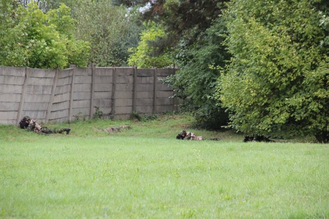  Scénář výcviku začínal v zalesněném prostoru