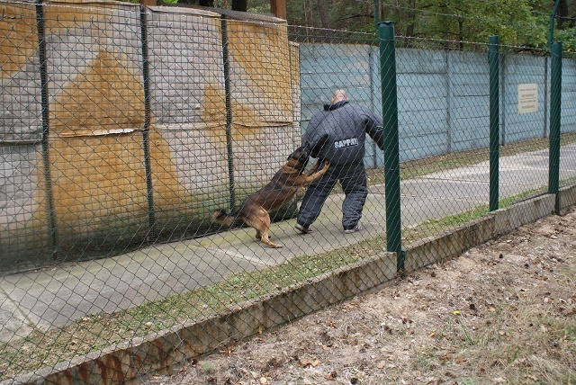 Strážní pes zasahuje po vstupu neoprávněné osoby do objektu