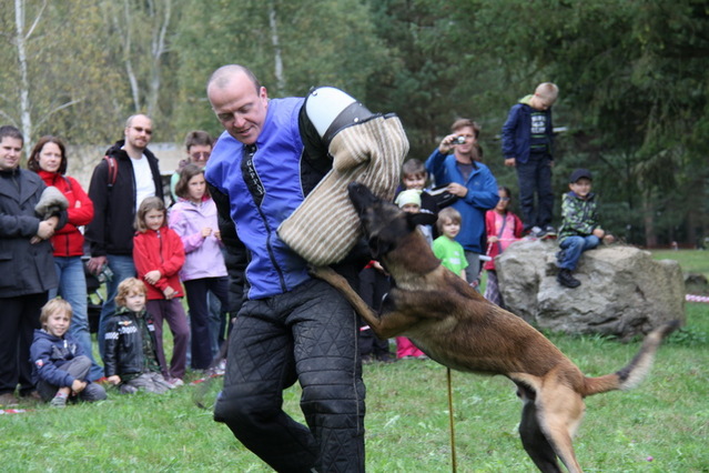 Výcvik psů
