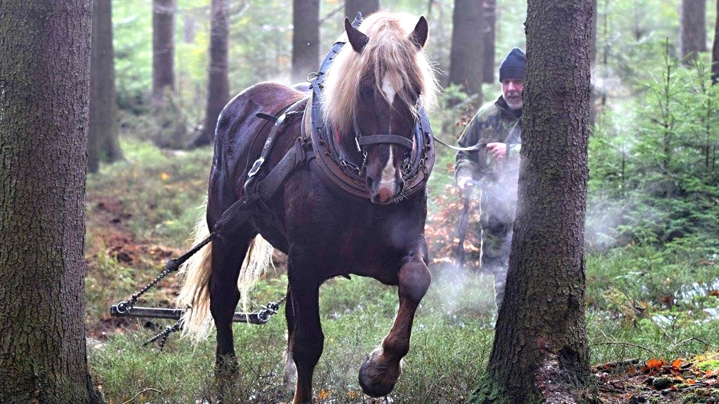 Tažní koně VLS se utkají v lesní bitvě