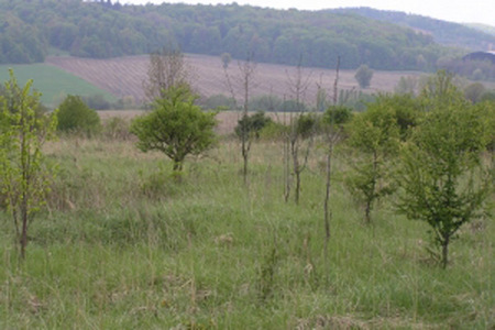 Bělotín pozemek