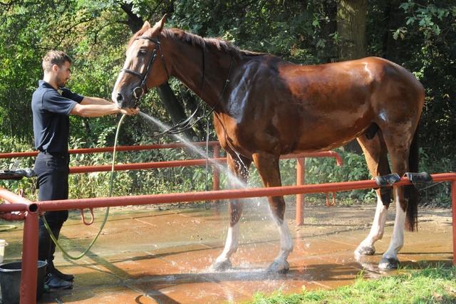 David Svoboda sprchuje koně