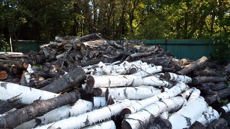 ...jedná se o lípu, javor, třešeň ptáčnici, břízu, smrk, slivoň, vrbu, topol, borovici, buk a osiku.