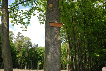 původní dřevěná destička v místě seskoku