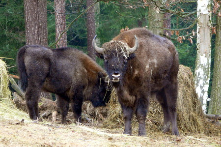 zubři evropští (1)