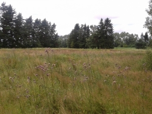 Květná cvičiště