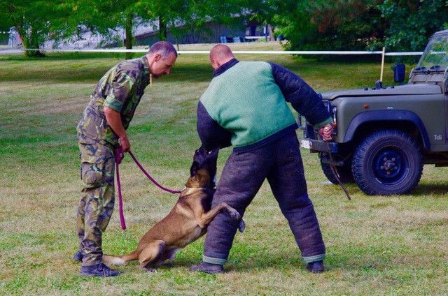 Ukázka vojenských kynologů z Chotyně