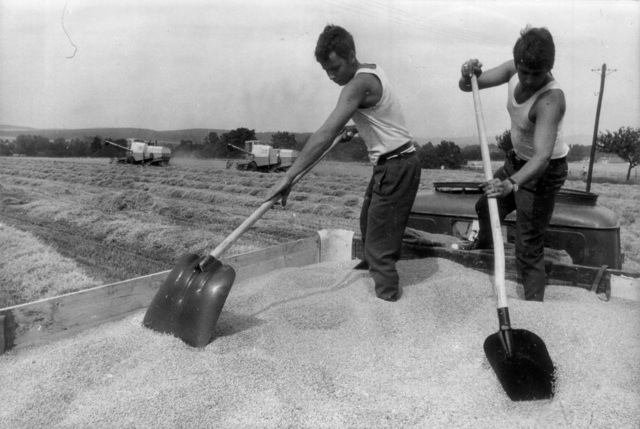 Vojáci ČSLA při sklizni obilí, JZD Podlesí, Velká Bystřice, srpen 1976.