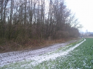 Sedlnice lesní pozemek